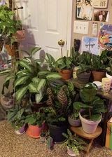 Room of plants Jill Fritz Sibcy Cline West Chester