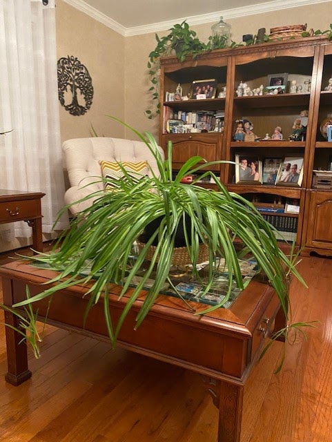 House plant Jill Fritz Sibcy Cline West Chester