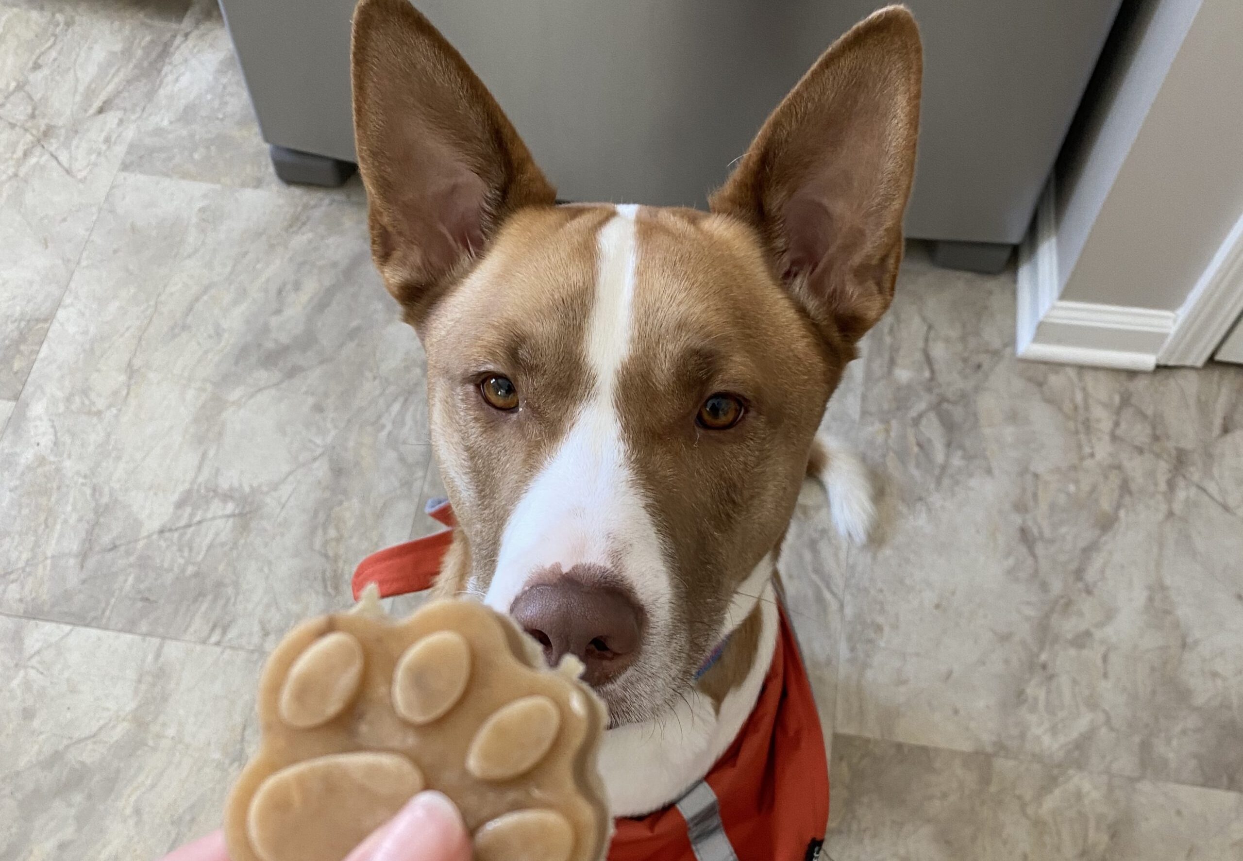 Homemade pitbull treats hotsell