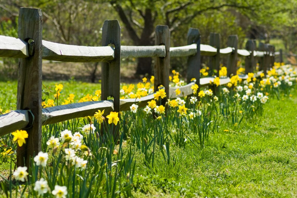 Spring flowers