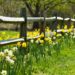 Spring flowers