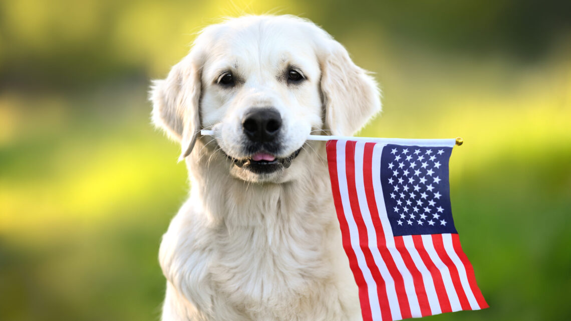 july 4th dog