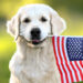 july 4th dog