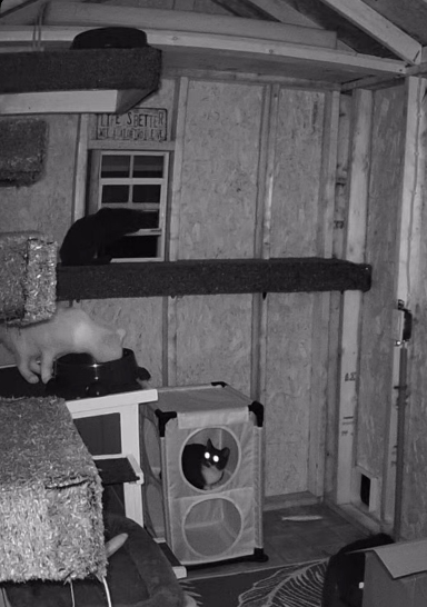 cat shelter video footage