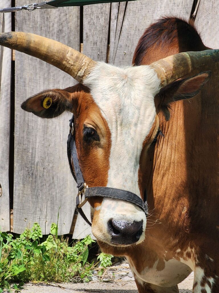 petting zoo