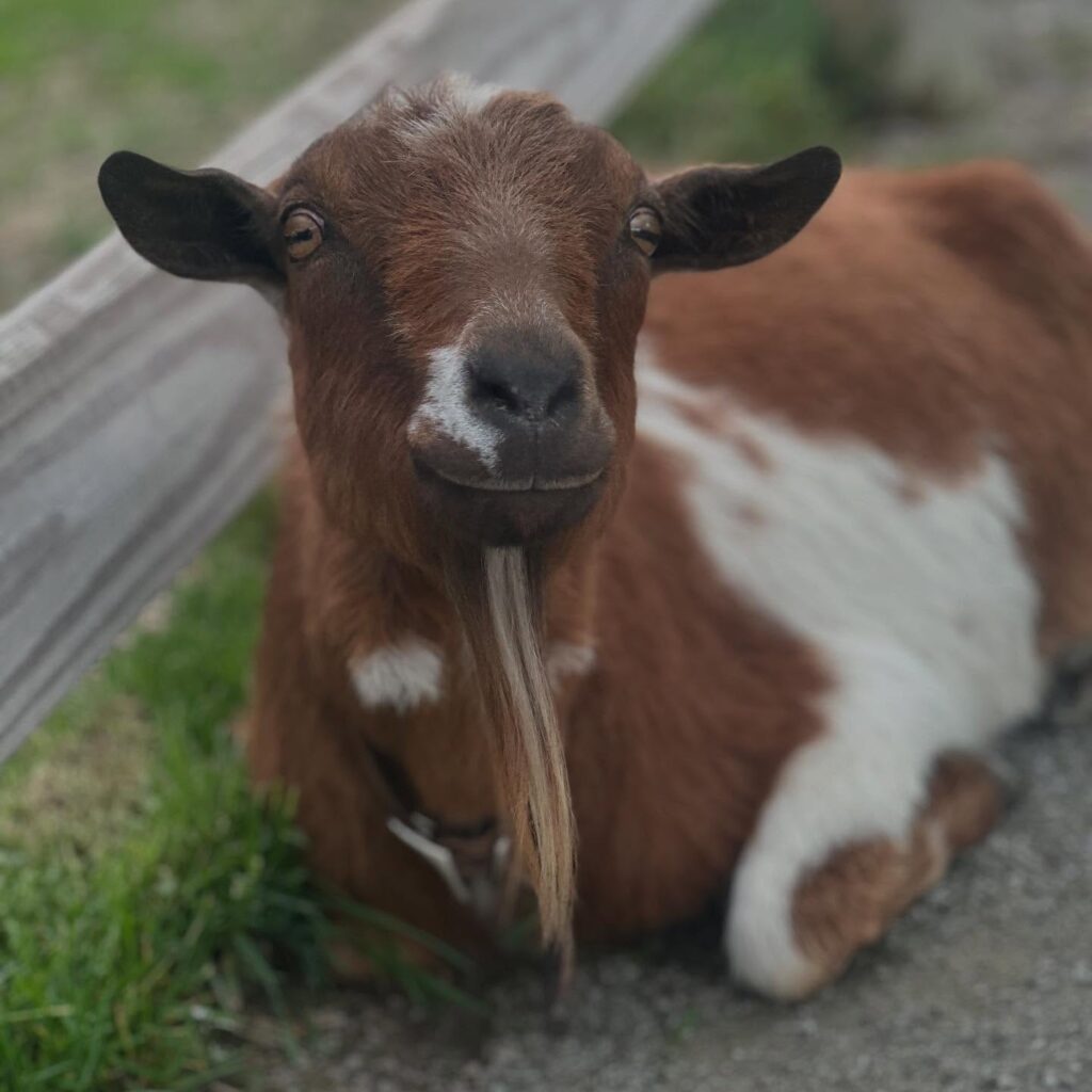 Blooms and berries farm petting zoo