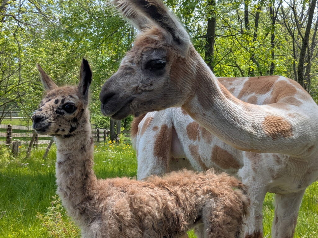 Blooms and berries farm petting zoo