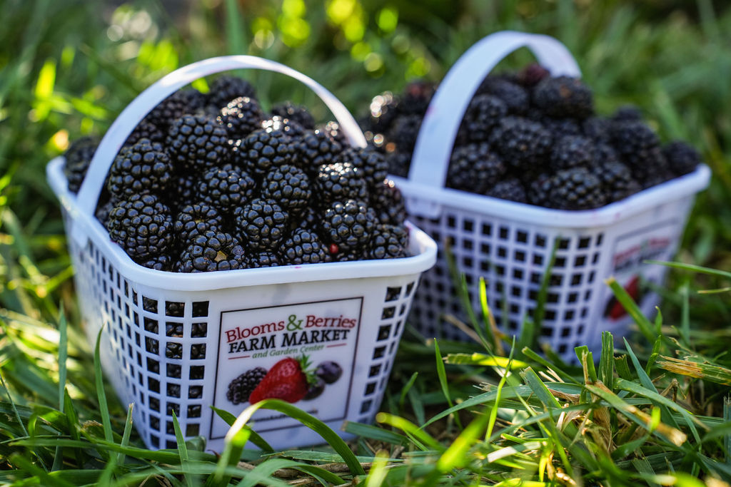 blueberries