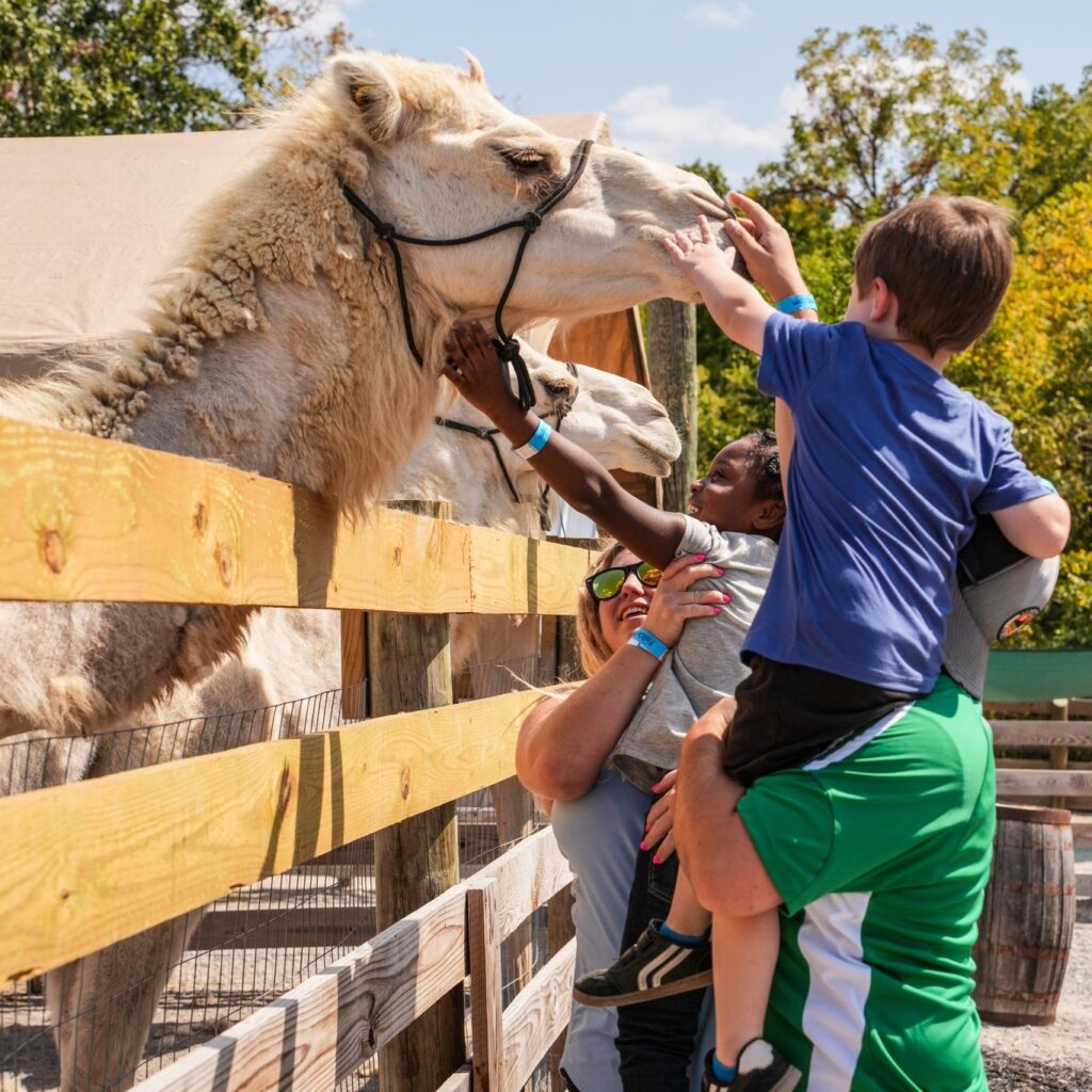 Blooms and berries farm petting zoo