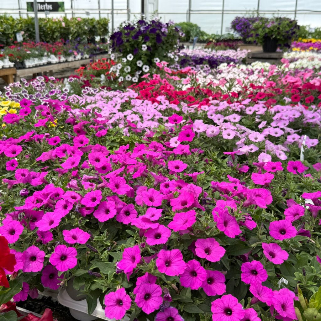 Blooms and berries farm