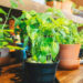 herbs