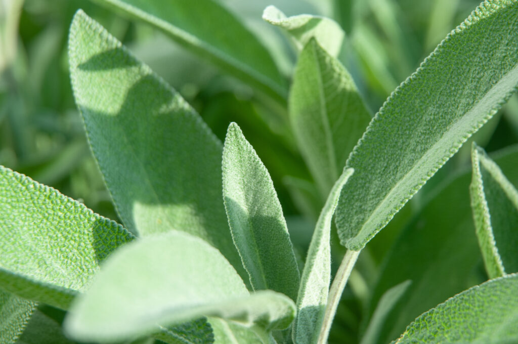 sage