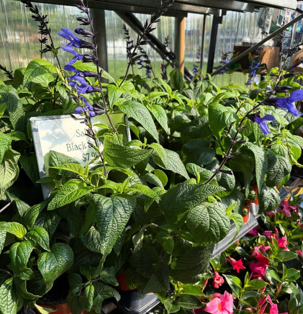 green plants