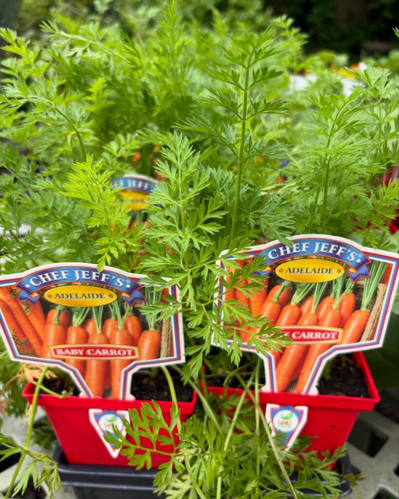 carrots
