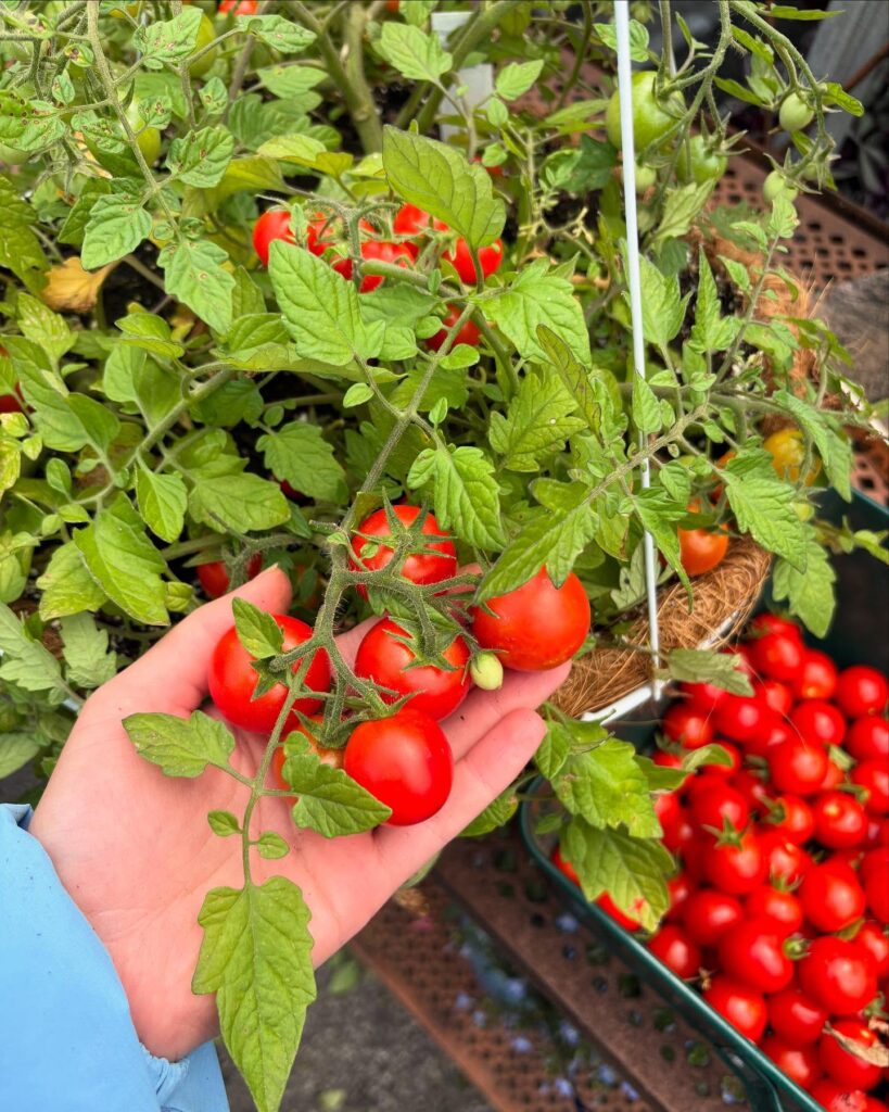 tomatoes