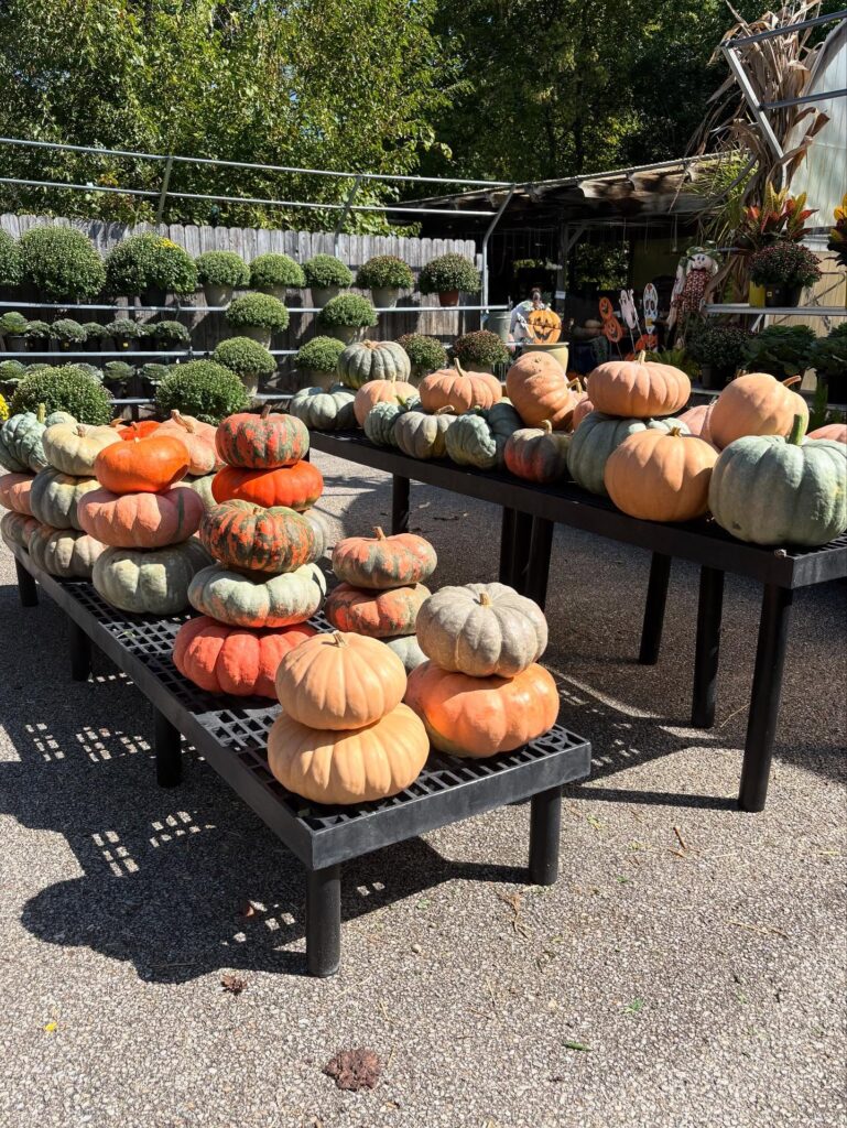 Pumpkin patch